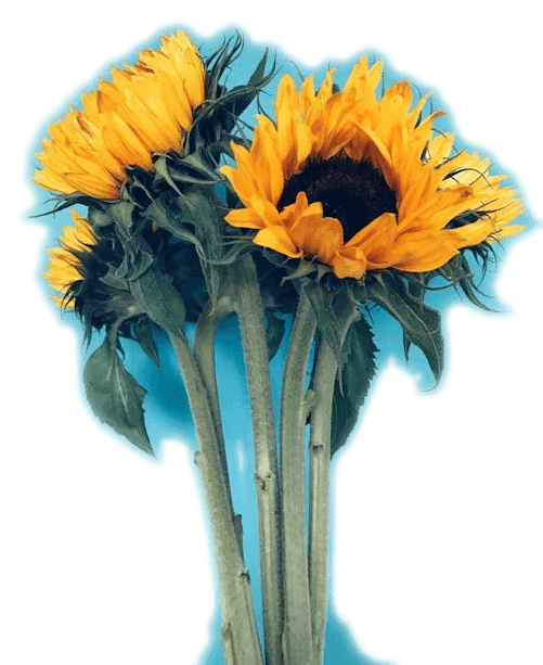 bukiet słoneczników